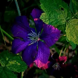 image of blue colour flower